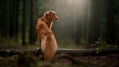 Köpek Alışveriş Listesi