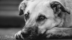 Köpek Aşıları ve Zamanları: Köpek Aşı Takvimi
