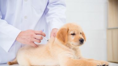 Köpek Aşısı Gecikirse Ne Olur? Köpeklerde Aşı Şart Mı?