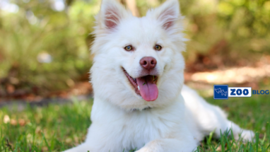 Köpek Bağırsak Enfeksiyonu Nedir? Neden Olur?