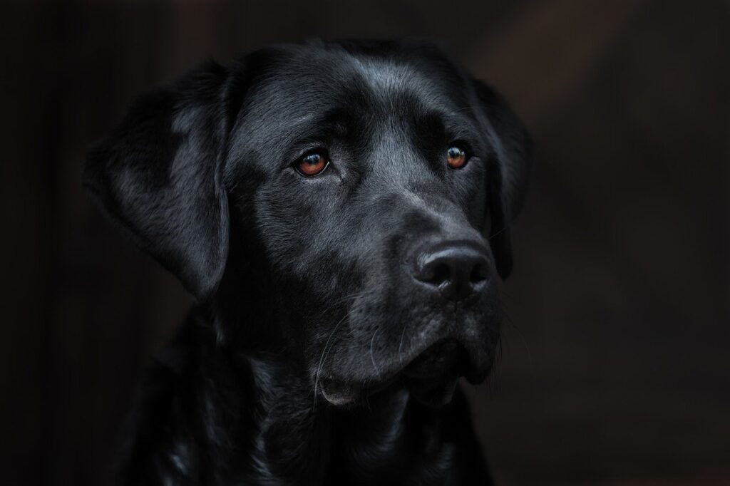 Köpek Beslemek: Köpek Bakımı Hakkında Her Şey