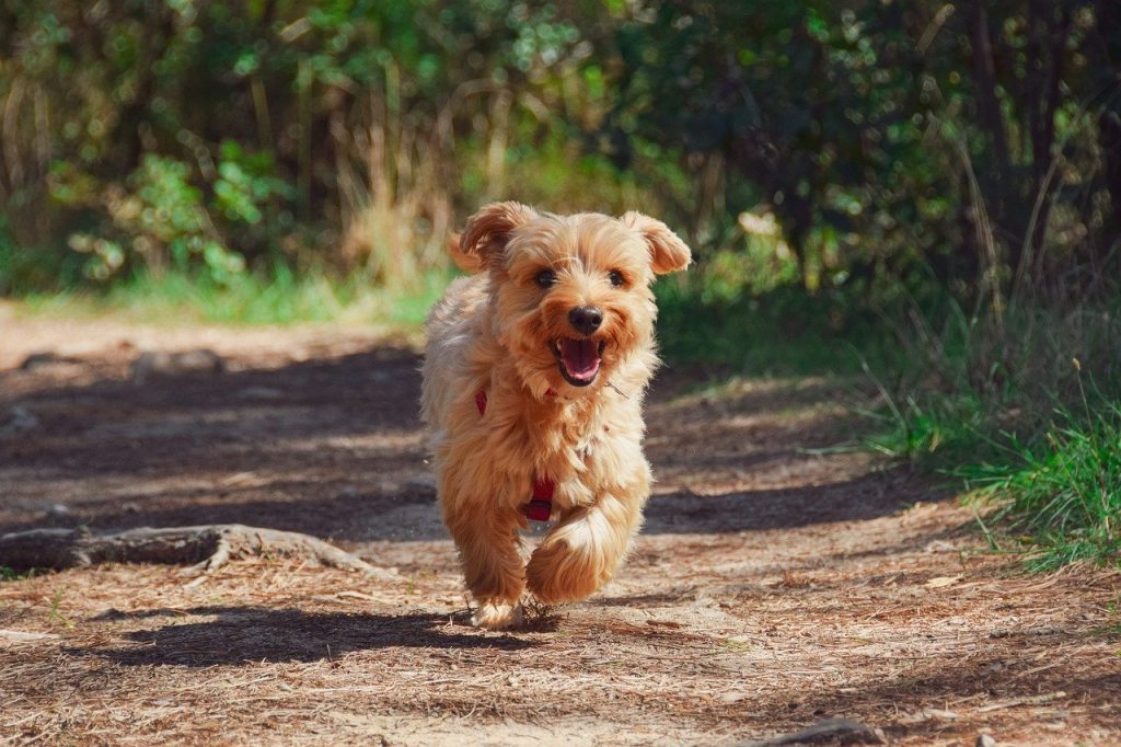 20 Köpek Cinsi ve Özellikleri