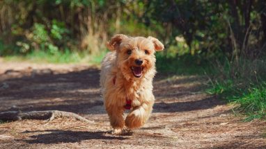 20 Köpek Cinsi ve Özellikleri