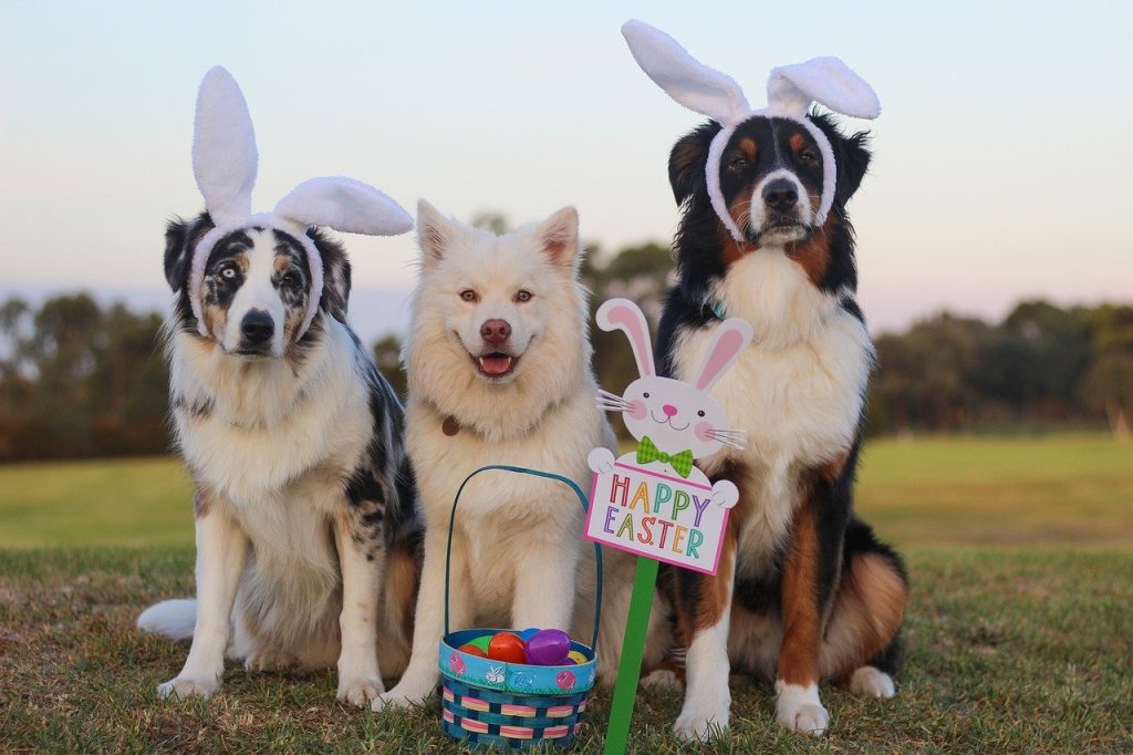 Popüler Seçimlere Göre Köpek Cinsi Bulma