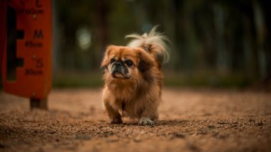 Evde Bakılabilecek Köpek Cinsi Öğrenme