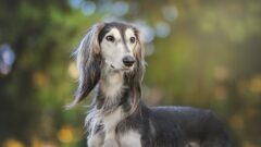 29 Maddede Köpek Cinsleri ve Özellikleri
