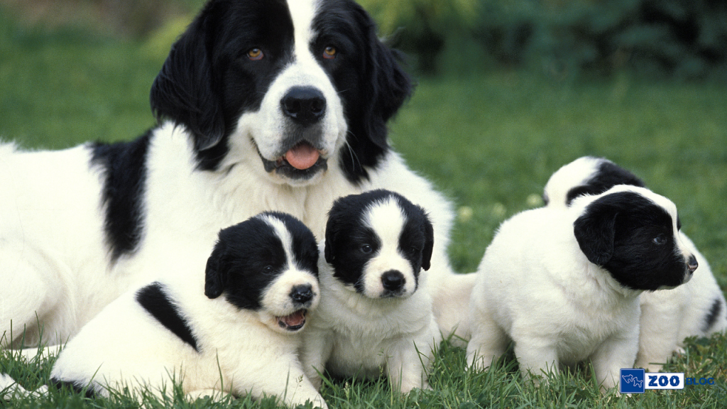 Köpek Çiş Eğitimi Nasıl Olmalı?