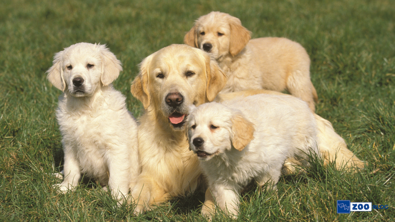 Köpek Çiş Eğitimi Nasıl Olmalı?