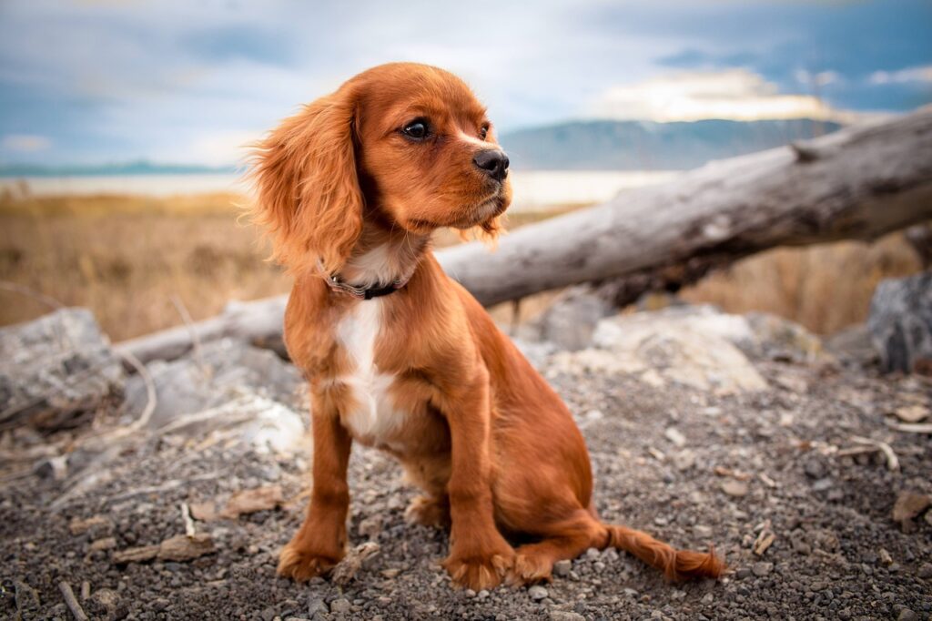 Köpek Davranış Problemleri ve Çözüm Yolları