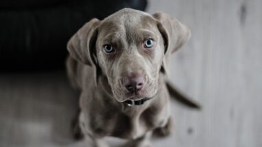 Köpek Dış Parazit Hapı Nedir?