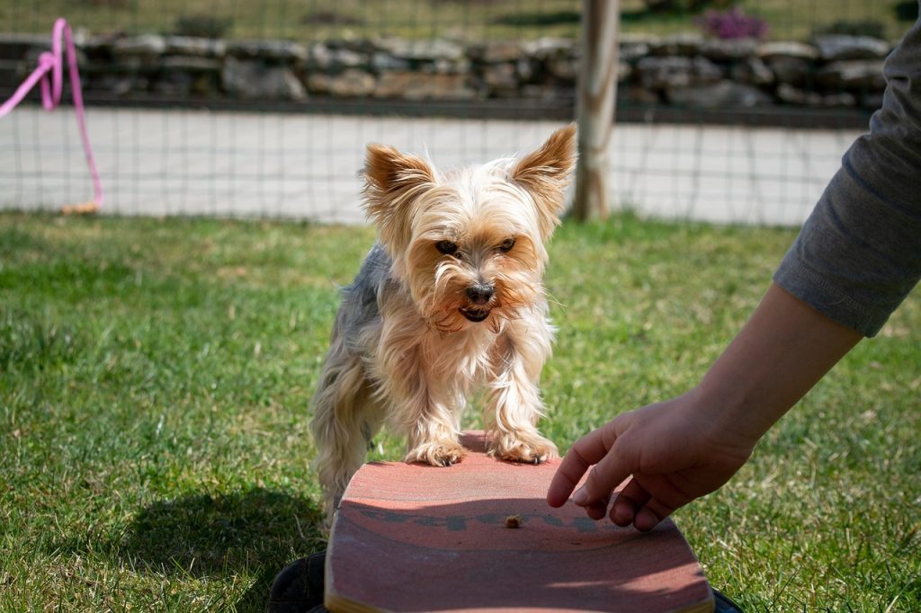 Köpek Eğitimi İçin İpuçları