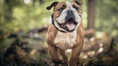Sevimli Köpek Fotoğrafları