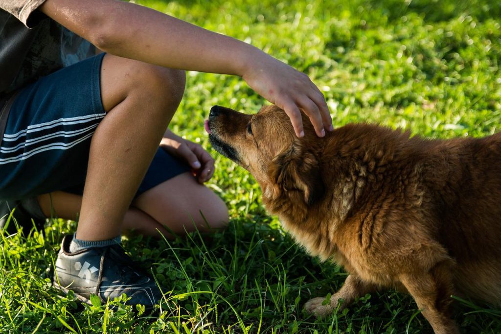 Köpek Havlaması Nasıl Durdurulur?
