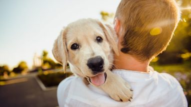 Köpek İç Parazit Belirtileri, Nedenleri, Tedavisi
