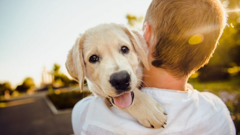 Köpek İç Parazit Belirtileri, Nedenleri, Tedavisi