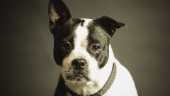 Köpek ile İlgili Bilgiler