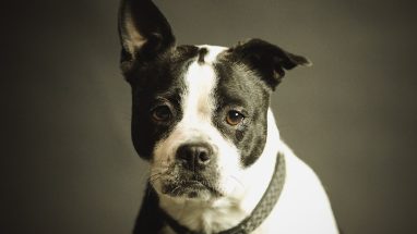 Köpek ile İlgili Bilgiler