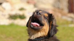 Köpek İsim Önerileri