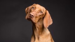Güzel, Anlamlı, Yaratıcı Köpek İsimleri 2024