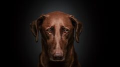 Köpek Kaç Yıl Yaşar?