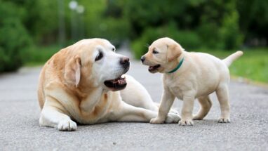 Köpek Kaç Yıl Yaşar?