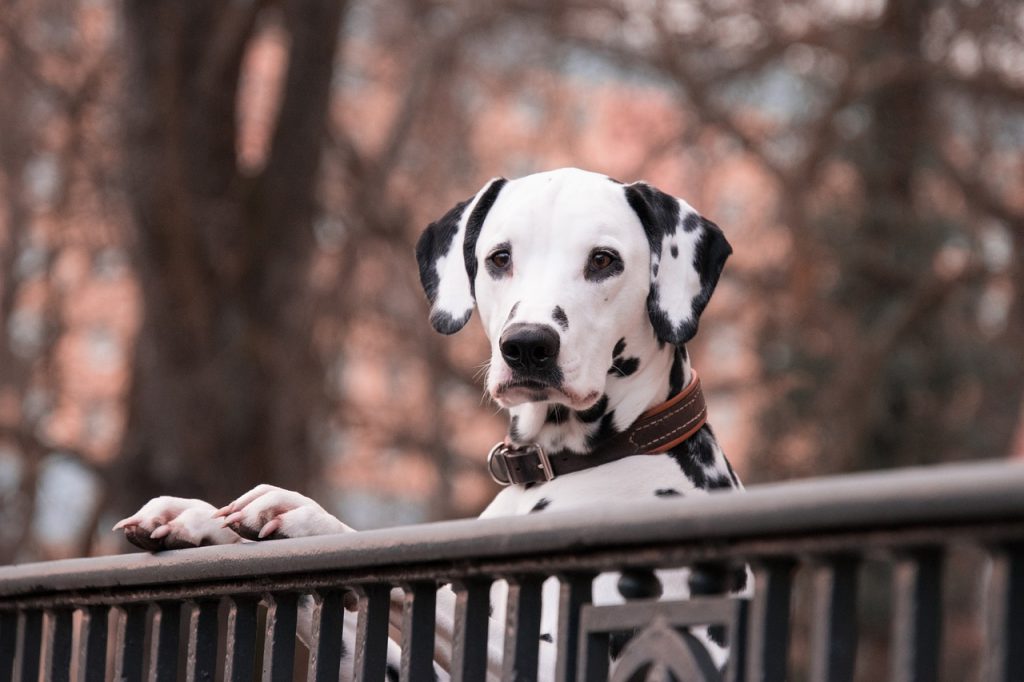 Mutlaka Sahip Olmanız Gereken Köpek Malzemeleri