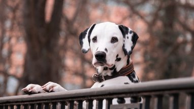 Mutlaka Sahip Olmanız Gereken Köpek Malzemeleri