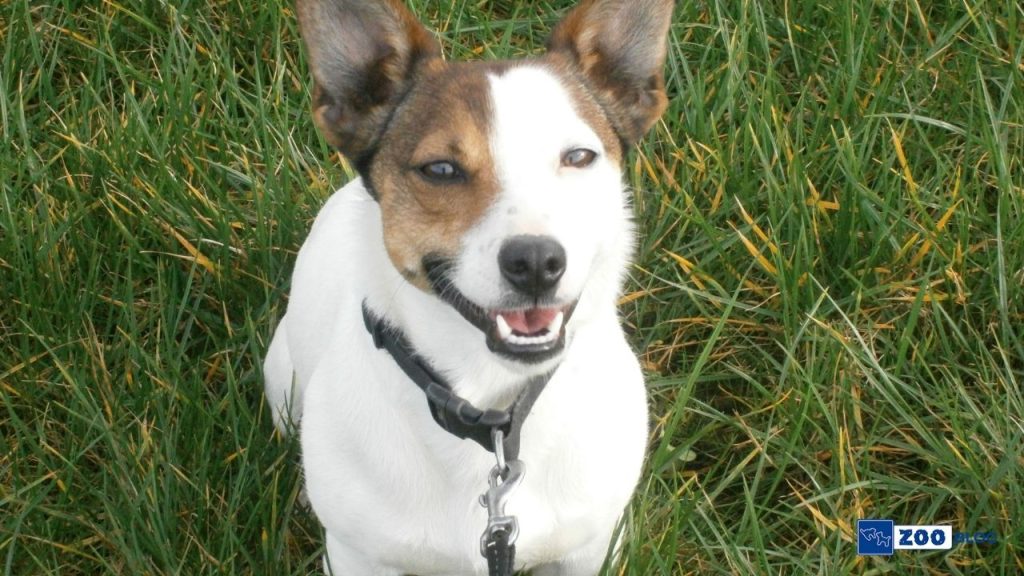 Köpek Malzemeleri Nelerdir?