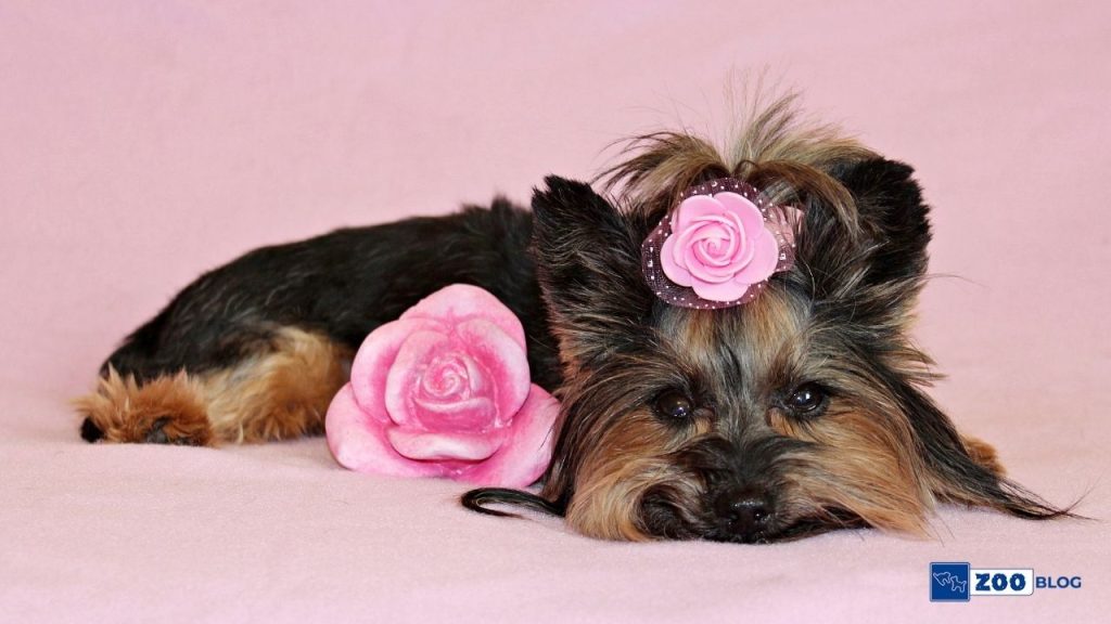 Köpek Malzemeleri Nelerdir?
