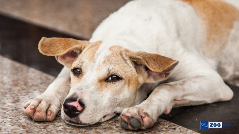Köpek Malzemeleri Nelerdir?
