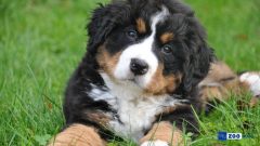Köpek Mantar Tedavisi ile İlgili Merak Edilenler