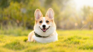 Köpek Nasıl Beslenir?