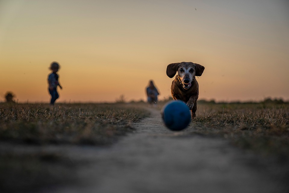 Köpekler Neden Isırır?