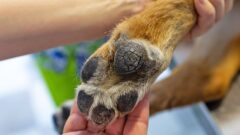 Köpek Pati Hastalıkları Nelerdir?