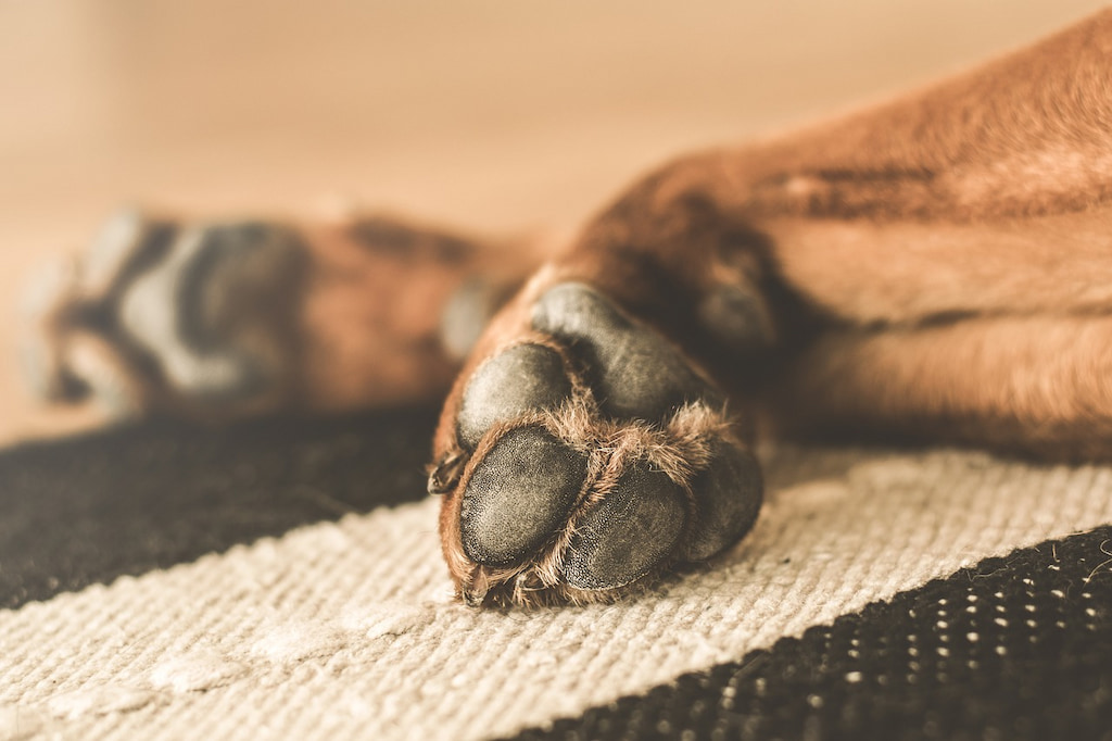 Köpek Patileri Nasıl Temizlenir?