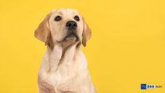 Köpek Pire Damlası Ne Kadar Sürede Etki Eder?