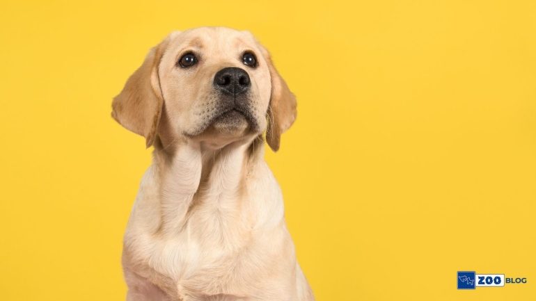 Köpek Pire Damlası Ne Kadar Sürede Etki Eder?