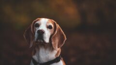 Köpek Sahibi Olmak Hangi Avantajları Sağlar?