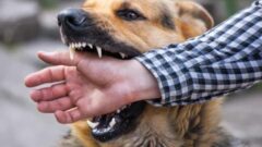 Köpek Sahibini Neden Isırır? Köpeklerin Sahibini Isırma Nedenleri