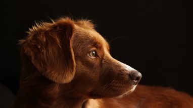 Köpek Sahiplenme Sonrası Süreç Nasıl Olur?