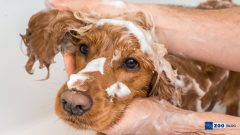Köpek Şampuanı Nasıl Seçilir?