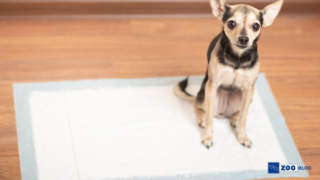 Köpek Tuvalet Pedi Nasıl Kullanılır?