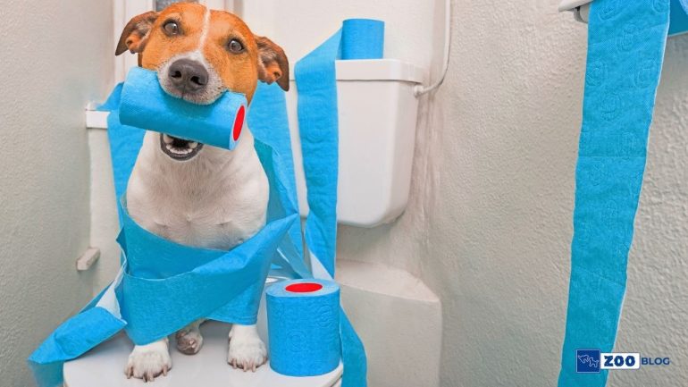 Köpek Tuvalet Pedi Nasıl Kullanılır?