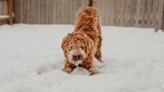 Köpek Tüy Bakımı Hakkında Tüm Detaylar
