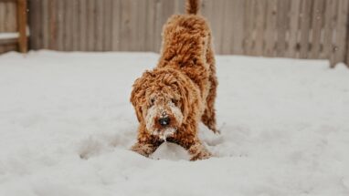 Köpek Tüy Bakımı Hakkında Tüm Detaylar