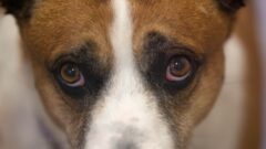 Köpeklerde Göz Hastalıkları Nelerdir? Belirtileri, Teşhisi ve Tedavisi Nasıldır?