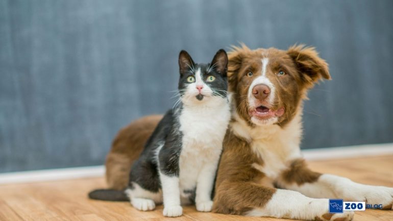 Köpek ve Kedi Anlaşır mı?