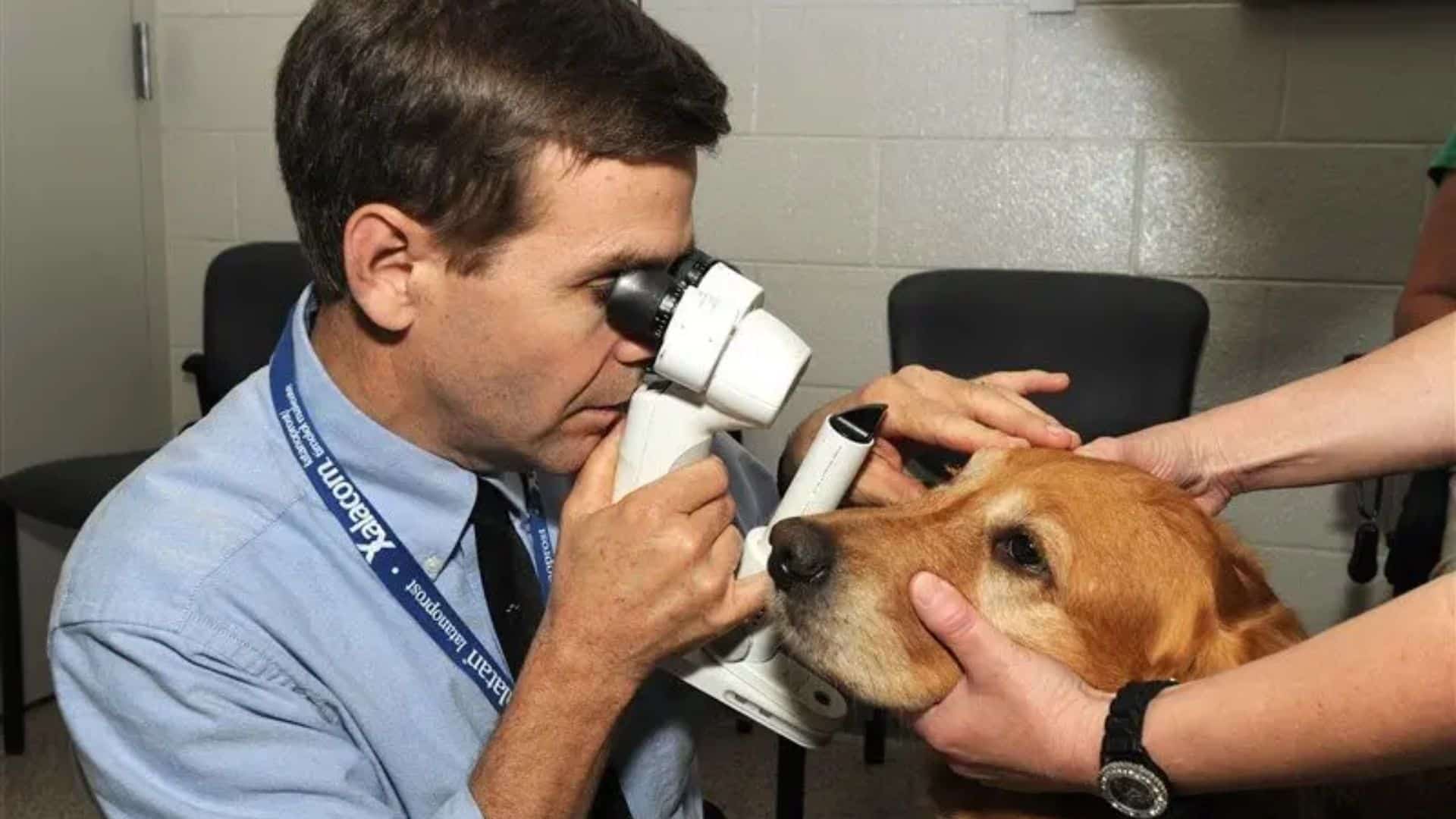 Обследование собак. Офтальмология животных. Ветеринарный офтальмолог. Клиническое исследование животных. Клиническое исследование собаки.