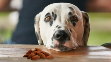 Köpekler Badem Yiyebilir mi?