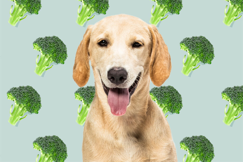Köpekler Brokoli Yiyebilir Mi